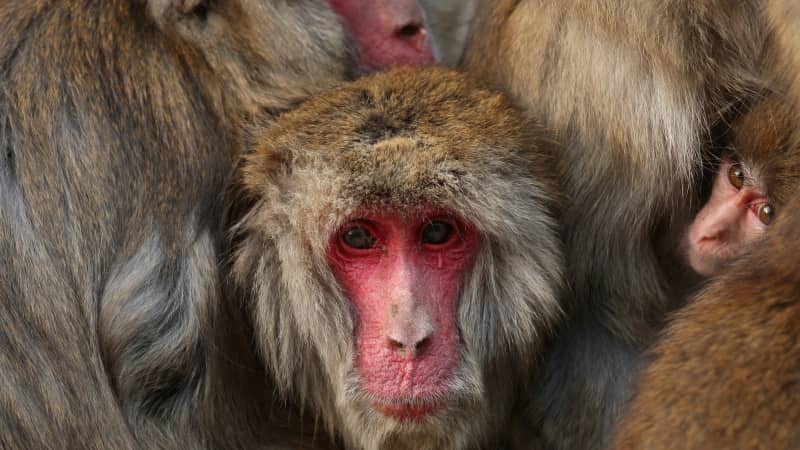 The Iwatayama Monkey Park is home to over 100 Japanese macaques. 