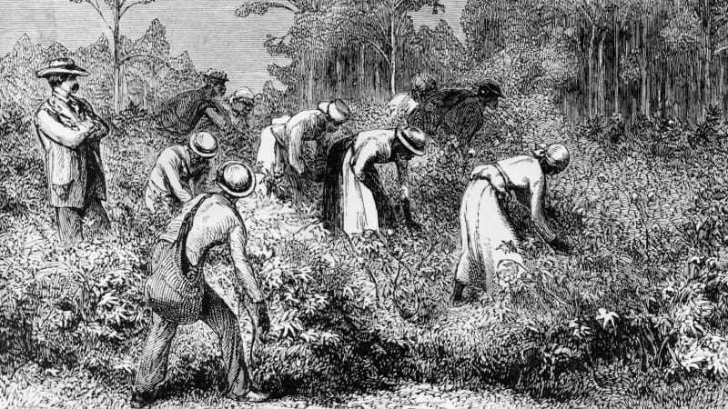 The reality of plantation life in the American South, circa 1875. 