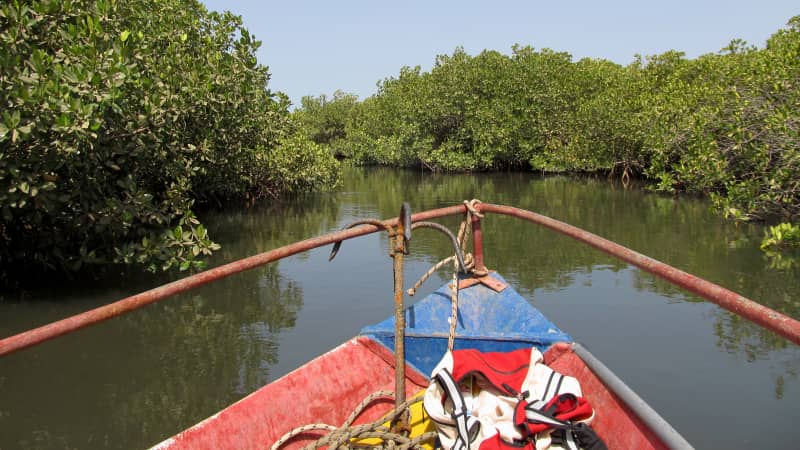 You can take a fishing trip in Senegal's mangroved-lined creeks and waterways. 