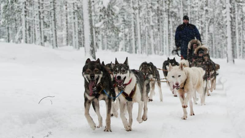 Not all husky farms are equal when it comes to animal welfare