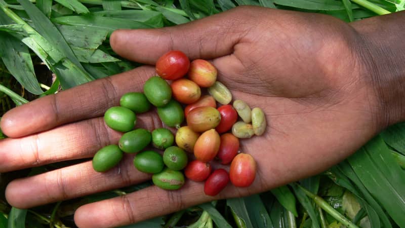 Arabica coffee berries, southwest Ethiopia (Credit: Aaron Davis, RBG Kew) 