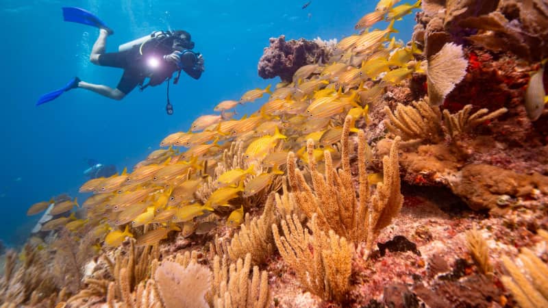Make sure your sunscreen isn't destroying coral reefs
