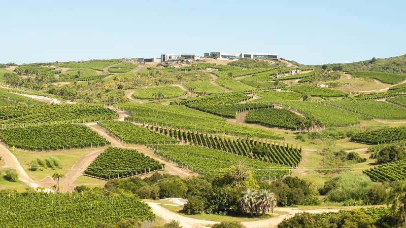 Bodega Garzon, Uruguay, vineyard