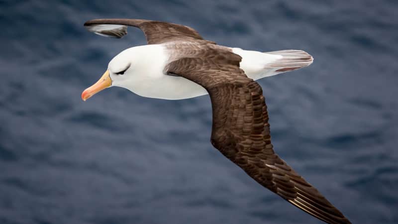 The airplane's flapping wing tips are inspired by the albatross.