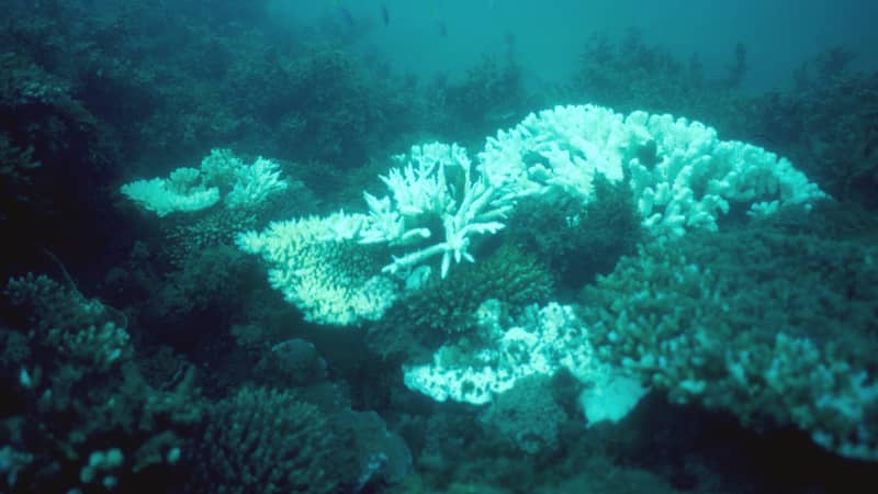 Qantas says its carbon offset scheme helps protect the Great Barrier Reef.