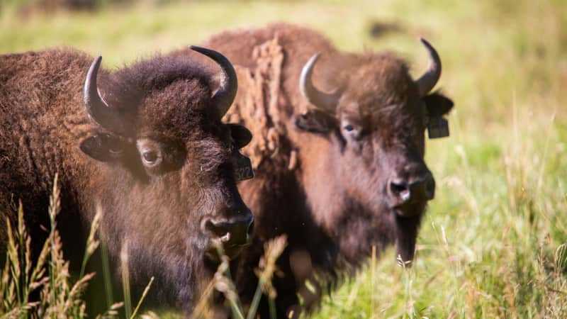 Wildlife spotting draws people to Montana. Especially thrilling is catching a sight of bison.