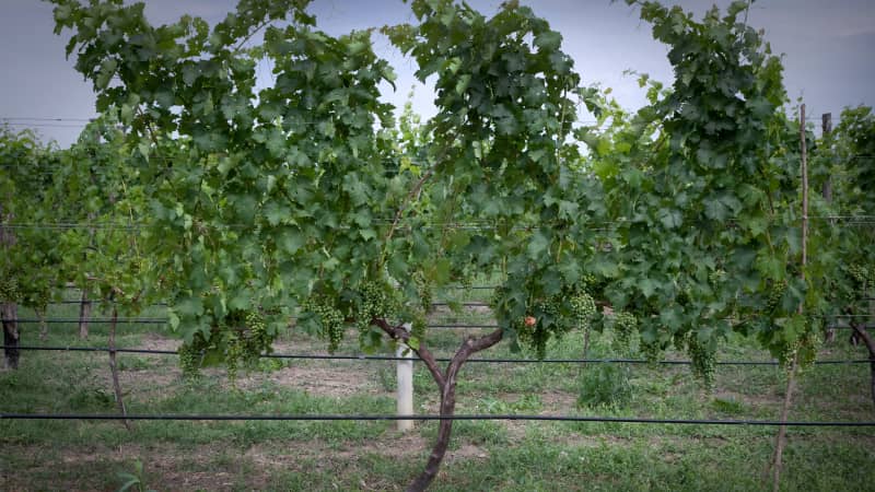 The wine growing estates of Chateau Mukhrani are about 25 minutes' drive from Tbilisi.