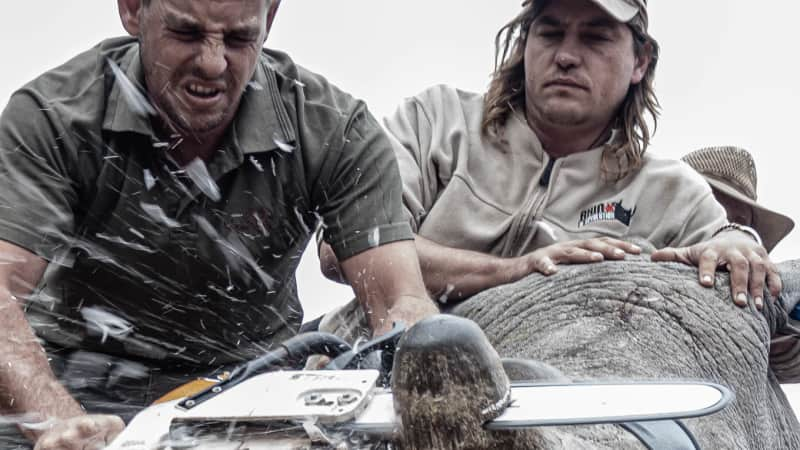 Neville Kgaugelo Ngomane's winning photo. A rhino being dehorned in an attempt to protect it from being poached