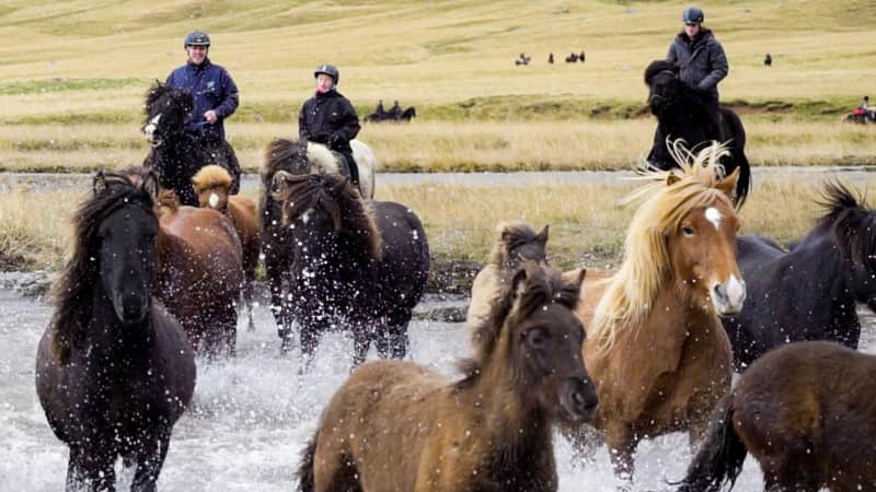 Iceland ponies Lucy Sherriff-16