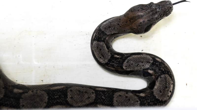 Boa constrictors, like the one pictured in this file photo, have an average length of 10 feet.