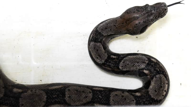 Boa constrictors, like the one pictured in this file photo, have an average length of 10 feet.