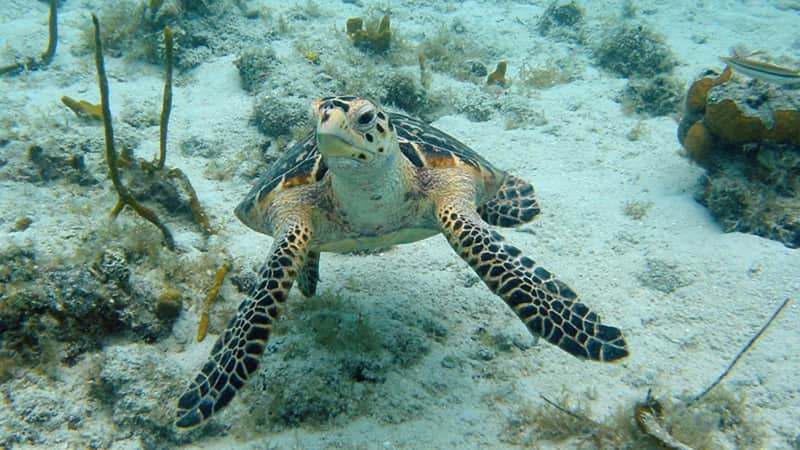 Marine life wasn't notably affected by the storms, one tour leader says.                          