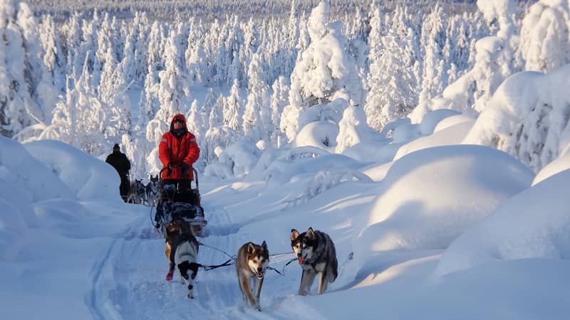 lapland husky ride