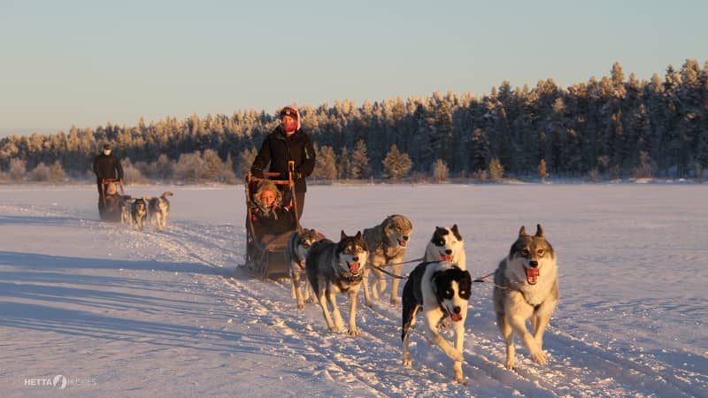 lapland husky ride