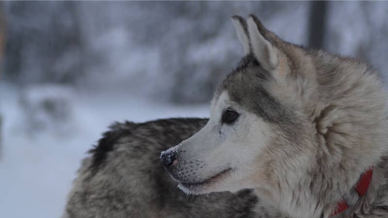 lapland husky ride