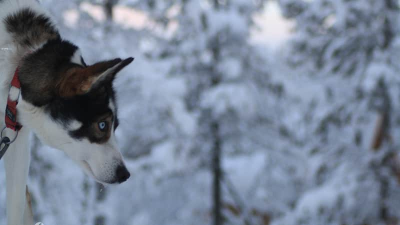 lapland husky ride