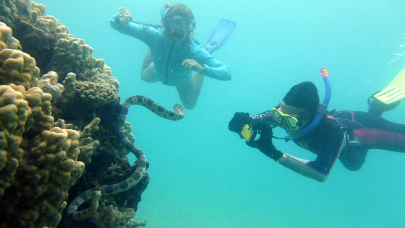 Two of the grandmother dive to photograph the snake's tail for identification. 