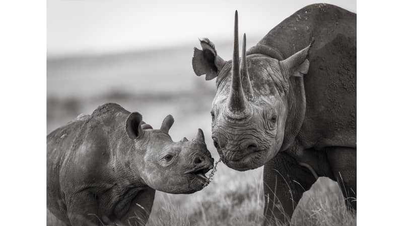 Black rhinos photographed by Will Burrard-Lucas at Lewa Conservancy, Kenya.