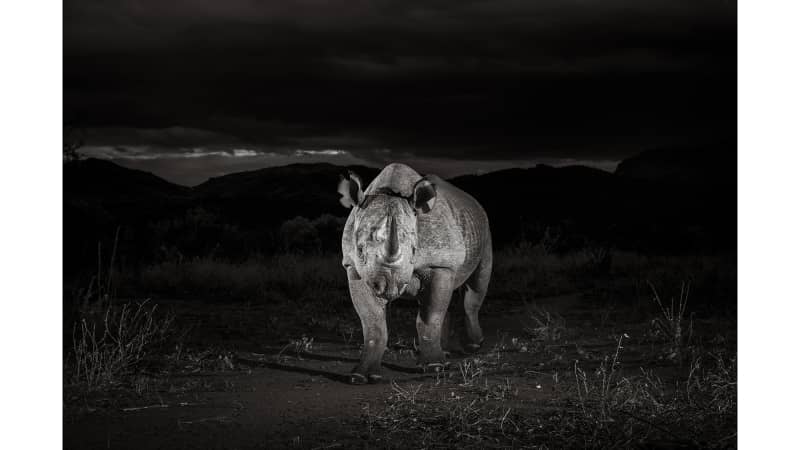 This black rhino was photographed in Tsavo West National Park, Kenya.