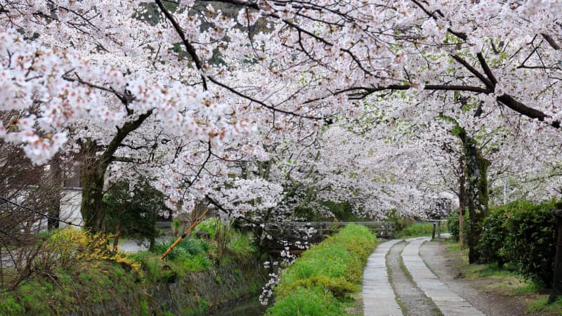The Philosopher's Walk is best seen during cherry blossom season. 