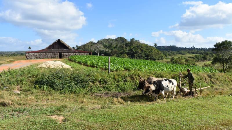 Faced with US sanctions, farmers have switched from using diesel to oxen and plows  to tend their crops.