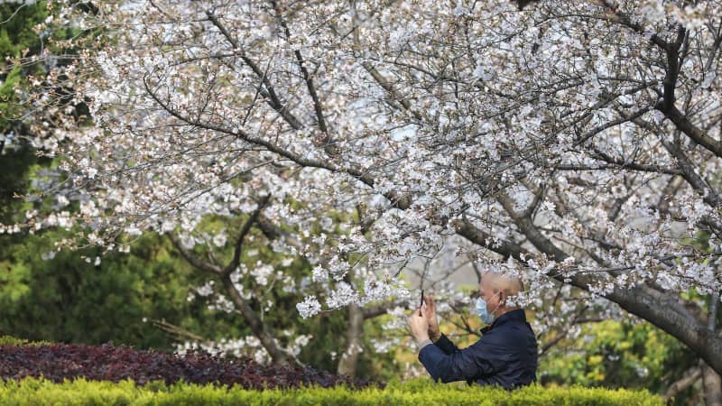 A staff member takes photos of cherry blossoms at Wuhan University on March 17, 2020.