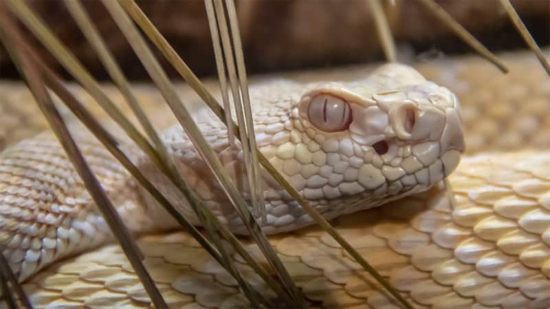 Snake at Phoenix Zoo