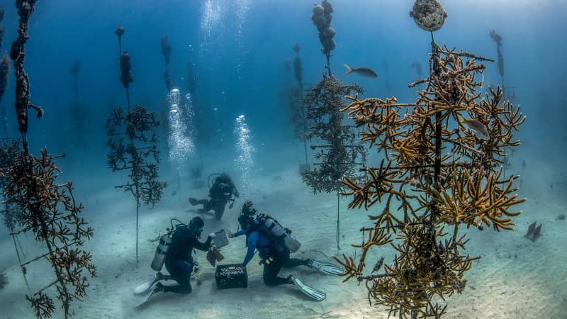 The Coral Restoration Foundation in Key Largo has offshore coral nurseries for reef restoration. 