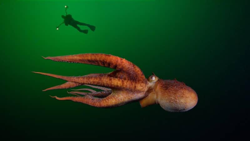 At about 110 pounds, the giant Pacific octopus is the world's largest.