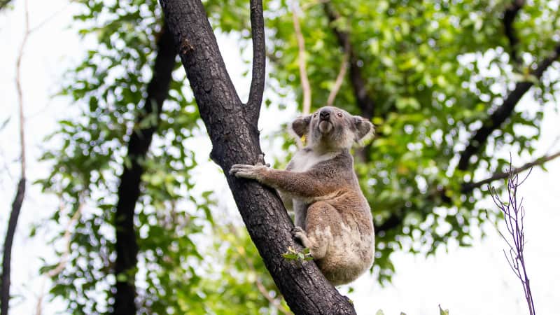 anwen koala bushfire australia