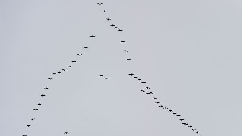 Birds fly in a "V" formation to increase aerodynamic efficencies.