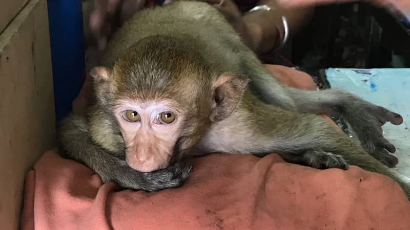 A macaque makes itself at home inside a Lopburi autoparts shop.