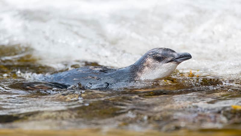 Little Blue Penguins, the world's smallest species of penguin, can be found here.