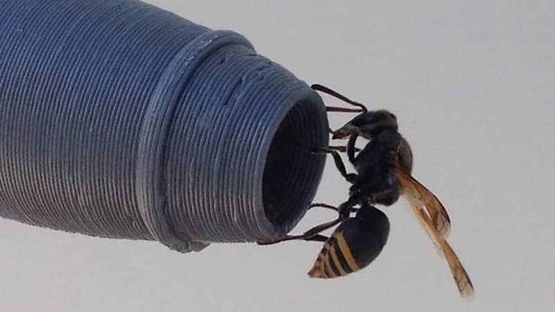 A keyhole wasp perches on a 3D-printed De Havilland Dash-8 pitot probe. 