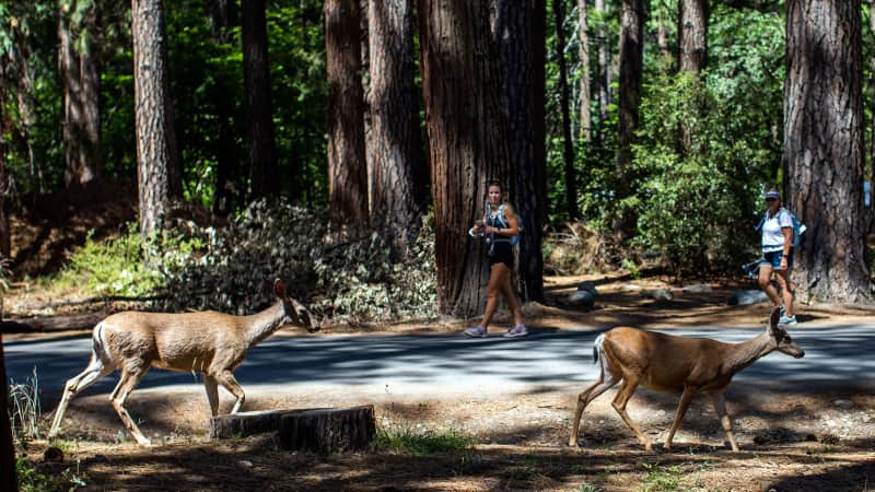 Visitors watch two deer walking in Upper Pines campground in Yosemite Valley at Yosemite National Park, California on July 03, 2020