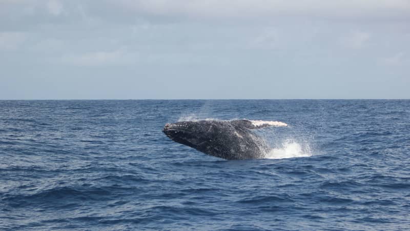 Finding whales in Kenya - images from Watamu Marine Association