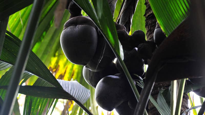 Giant coco de mer nuts are highly prized for their aphrodisiac qualities.