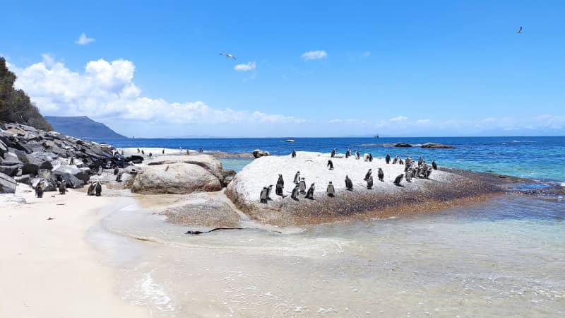Image of Cape Town from Katy Scott