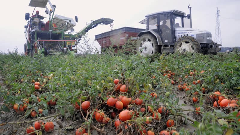 Mechanization saw Italy's tomato scene go global.