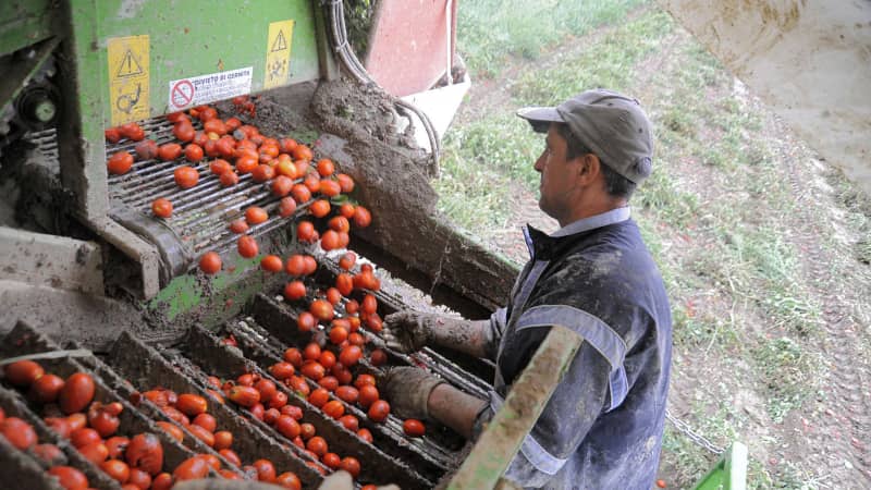 The Po Valley (including Piacenza, pictured) is now the center of Italy's tomato industry.