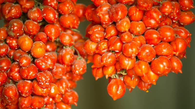 Different areas of Italy favor different varieties of tomato.