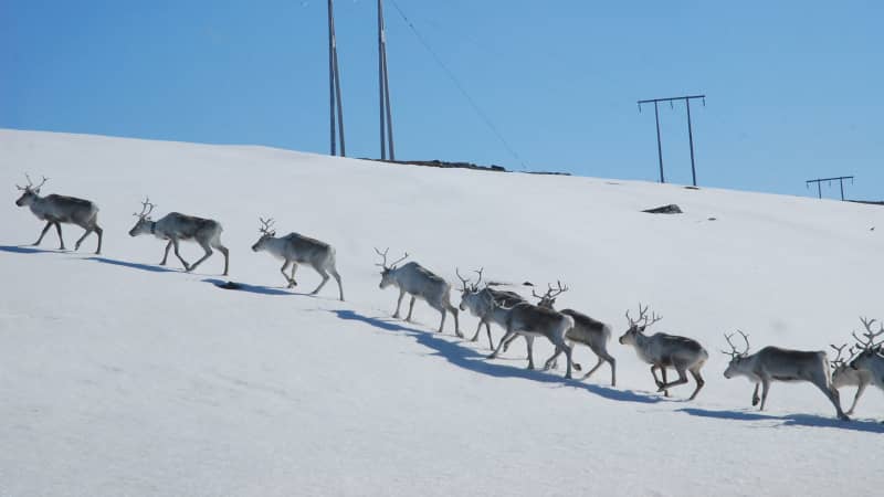 Valentina Miozzo moved from Italy to Norway's Arctic Circle during lockdown.