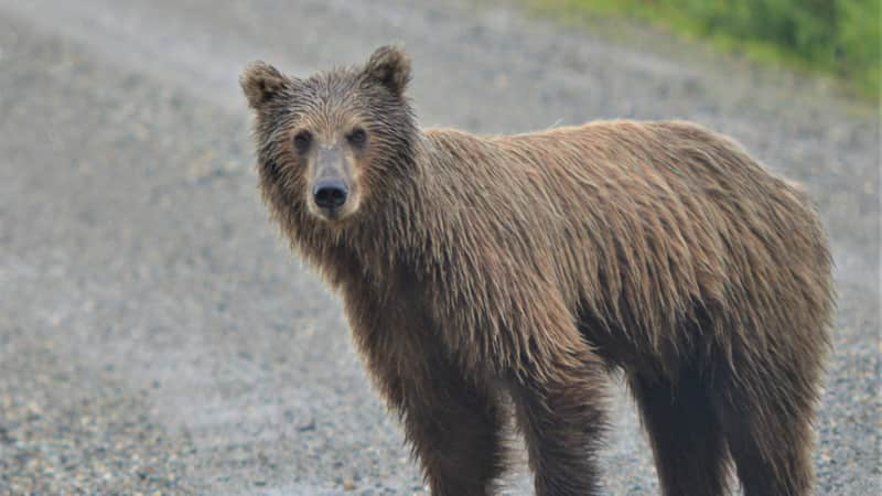 A young grizzly bear crosses the main park road in Denali.