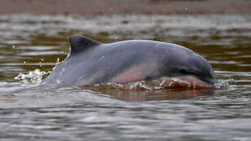 Tourists come to the area in hopes of spotting the rare pink dolphin.