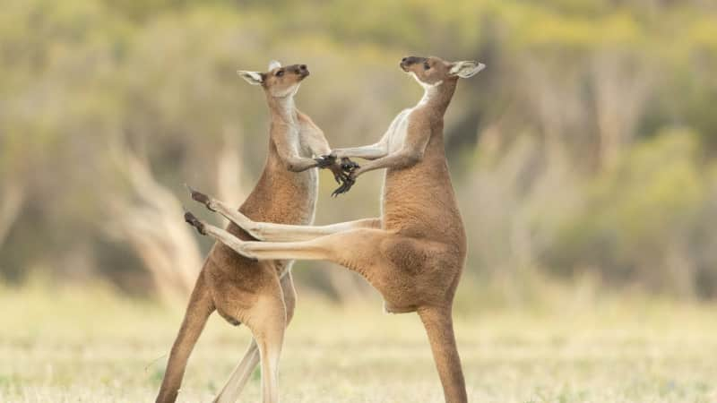 Two kangaroos fighting in Perth, Western Australia.