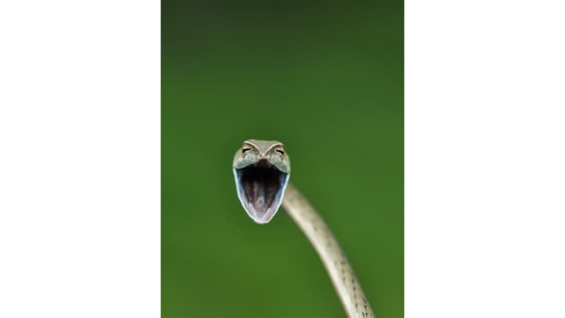 Vine snakes are common in the Western Ghats of India.