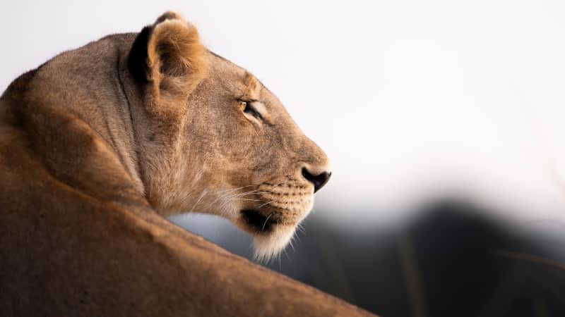 Like housecats, lions spend a lot of their time sleeping -- which means patience is key if you want an action shot.