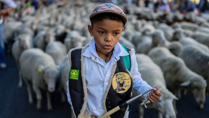 A young shepherd herds a flock of sheep through central Madrid on Sunday, October 24, 2021. 