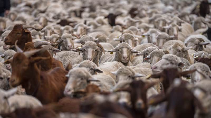 A herd of sheep enters central Madrid on Sunday, October 24, 2021. 