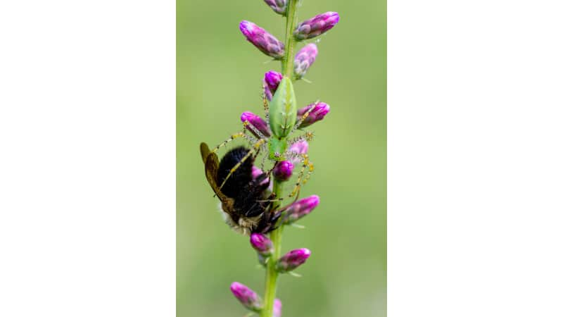 Dani Davis captured the moment a green lynx spider caught a bumblebee.